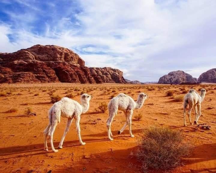 Enad Desert Camp วาดิรัม ภายนอก รูปภาพ