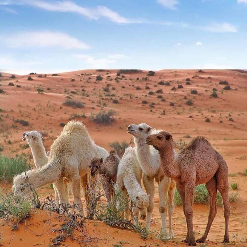 Enad Desert Camp วาดิรัม ภายนอก รูปภาพ